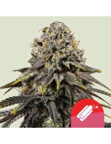 Royal Queen Seeds x Tyson - Dynamite Diesel 3 Semi - Fem