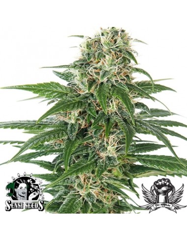 SENSI SEEDS - EARLY SKUNK AUTO - REDUX SERIES - 10 SEMI da collezione autofiorenti femminizzati