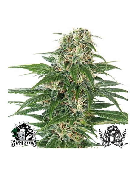 SENSI SEEDS - EARLY SKUNK AUTO - REDUX SERIES - 5 SEMI da collezione autofiorenti femminizzati
