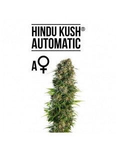 SENSI SEEDS - HINDU KUSH AUTOMATICA - 10 SEMI da collezione autofiorenti femminizzati 2