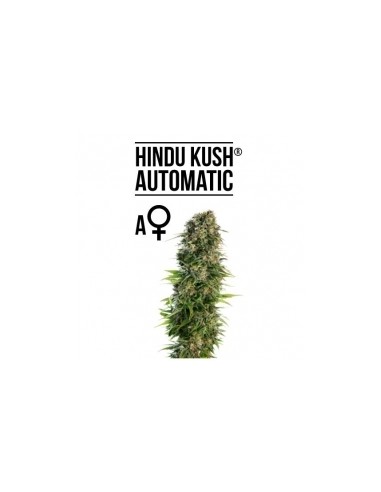 SENSI SEEDS - HINDU KUSH AUTOMATICA - 10 SEMI da collezione autofiorenti femminizzati