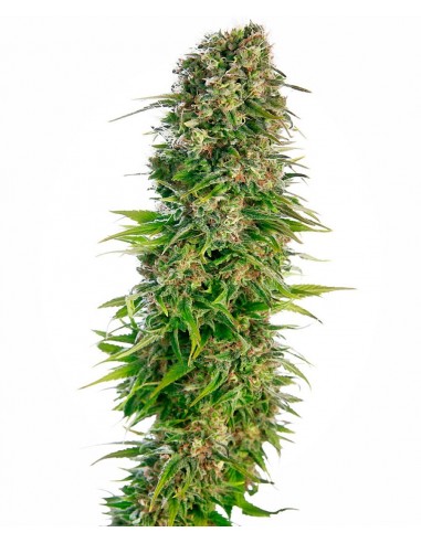 SENSI SEEDS - HINDU KUSH AUTOMATICA - 10 SEMI da collezione autofiorenti femminizzati