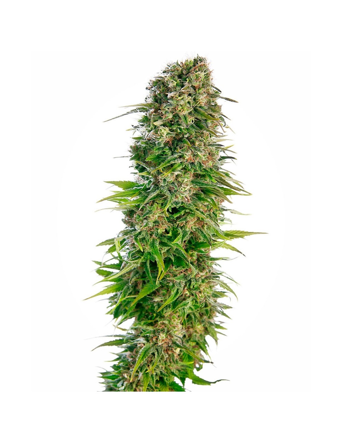 SENSI SEEDS - HINDU KUSH AUTOMATICA - 10 SEMI semi femminizzati autofiorenti  da collezione di cannabis marijuana erba