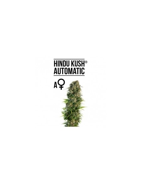 SENSI SEEDS - HINDU KUSH AUTOMATICA - 5 SEMI da collezione autofiorenti femminizzati