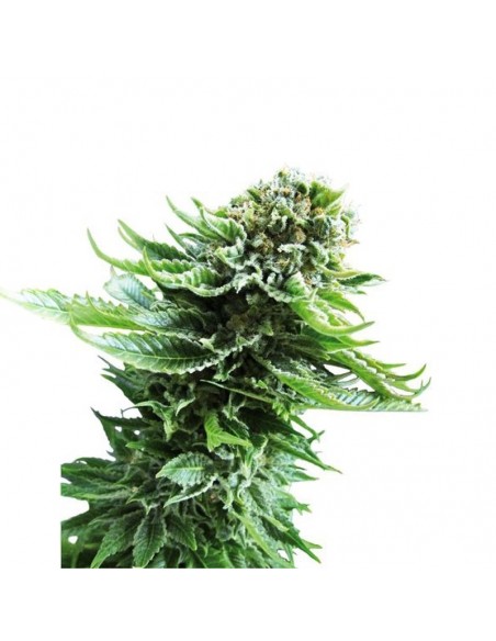 SENSI SEEDS - NORTHERN LIGHTS AUTOMATICA - 5 SEMI da collezione autofiorenti femminizzati