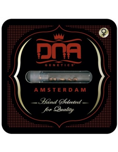 DNA Genetics - Holy Grail Kush - Femminizzata 6 Semi