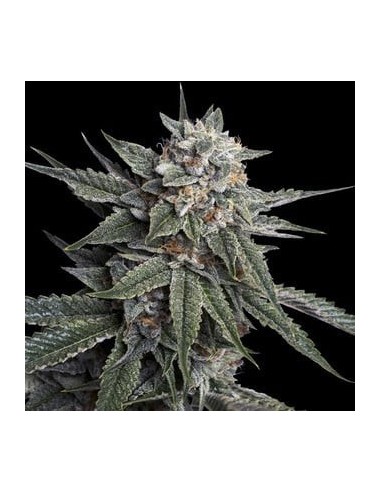 DNA Genetics - Holy Grail Kush - Femminizzata 6 Semi