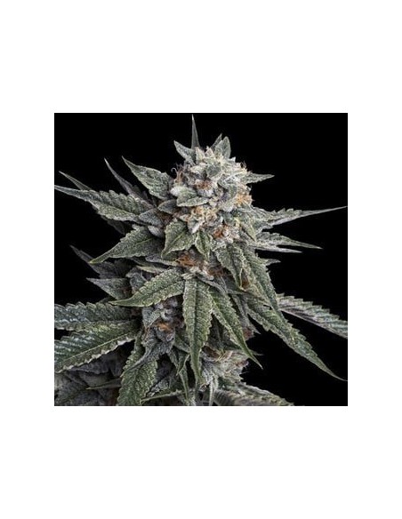 DNA Genetics - Holy Grail Kush - Femminizzata 6 Semi