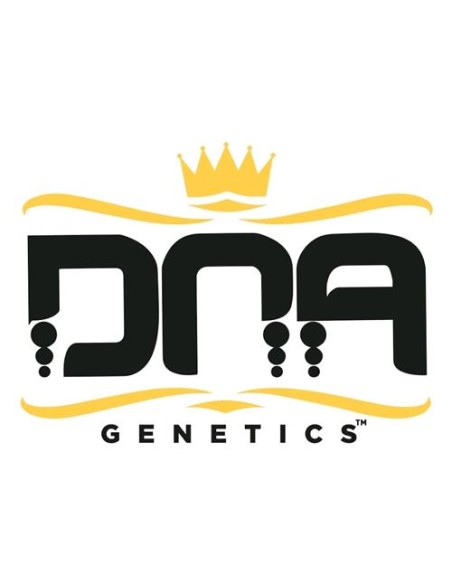 DNA Genetics - Holy Grail Kush - Femminizzata 6 Semi