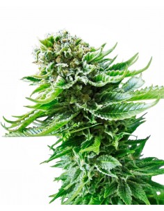 SENSI SEEDS - NORTHERN LIGHTS AUTOMATICA - 3 SEMI da collezione autofiorenti femminizzati 2