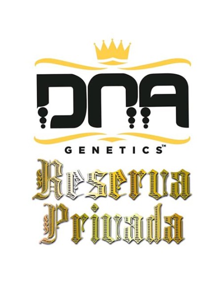 DNA Genetics - Kandy Kush - Femminilizzata 6 semi