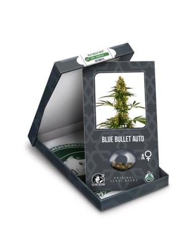 Esplora la potenza della Sensi Seeds Blue Bullet Auto. Fai crescere la tua felicità in ogni semina. #BlueBulletAuto #SensiSeeds