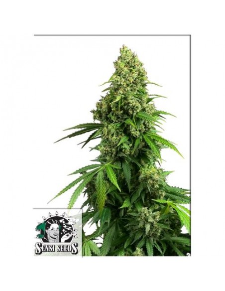 Sensi Seeds Honey Melon Kush: indica dolce con aromi fruttati, fioritura rapida di 50-60 giorni, ideale per indoor
