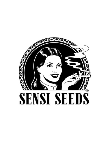 Sensi Seeds Honey Melon Kush Auto 5 Semi