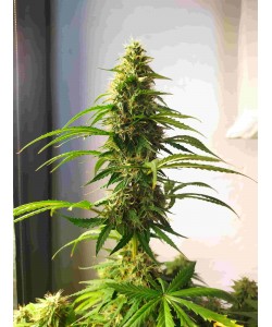 Sensi Seeds - Mandarine...