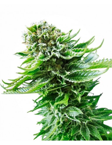 SENSI SEEDS - NORTHERN LIGHTS AUTOMATICA - 3 SEMI da collezione autofiorenti femminizzati