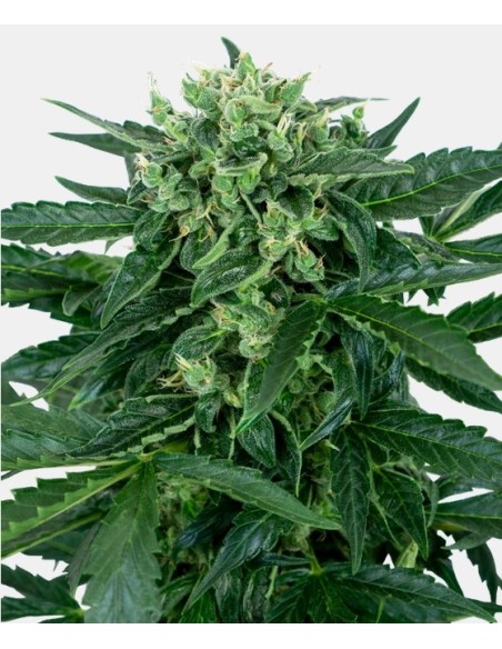 Esplora Sensi Seeds Amnesia Auto, una varietà autofiorente femminizzata rinomata per il suo aroma e potenza