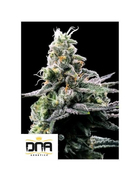 Purple Kosher Femminizzata di DNA Genetics: potenza, qualità e colori vibranti in 5 semi.