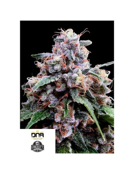 Scopri Lemon 18 di DNA Genetics: un'esperienza tropicale con un aroma di limone intenso.