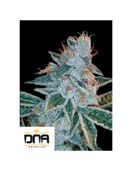 DNA Genetics Lemon OG Kush Femminizzate 6 semi