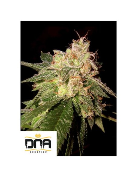 DNA Genetics Lemon OG Kush Femminizzate 6 semi