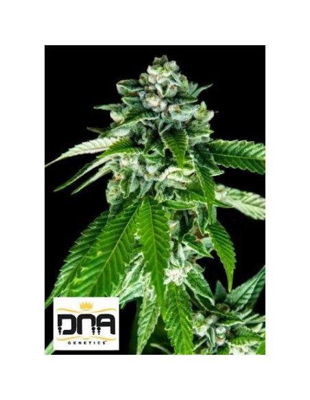 DNA Genetics Sorbet Dreams Femminizzate 6 semi