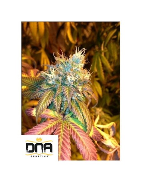 DNA Genetics Sour Secret Femminizzate 5 semi