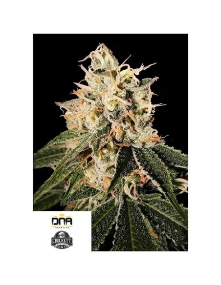 DNA Genetics Sour Juice Regolari 18 semi