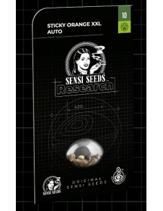 Esplora la potenza e l'aroma agrumato di Sensi Seeds Sticky Orange XXL Auto, un'autofiorente di prima classe 2