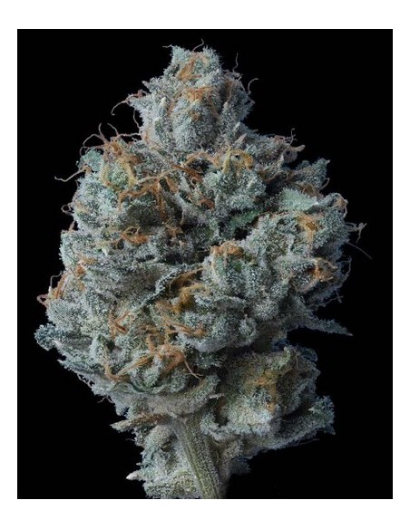 DNA Geenetics Zallah Bread Femminizzata 5 semi