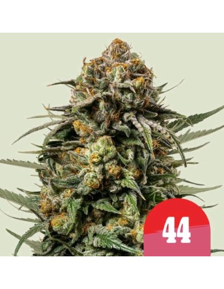 Royal Queen Seeds x Tyson Gelato 44 Femm 5 Semi