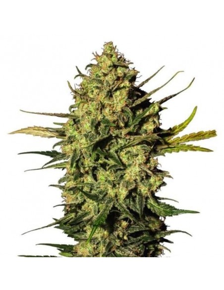 White Label - Redux Series - Master Kush Auto - 5 Semi White Label - Redux Series - Master Kush Auto - 5 Semi