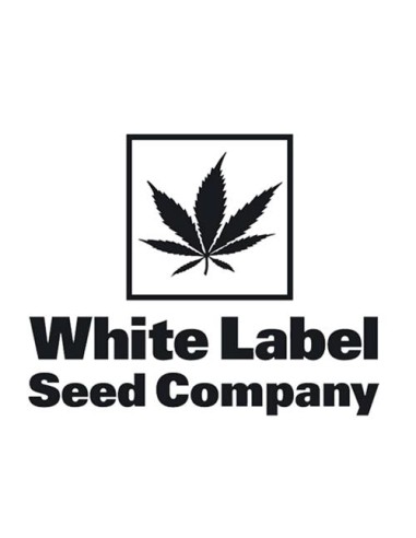 White Label OG Kush Auto 3 Semi