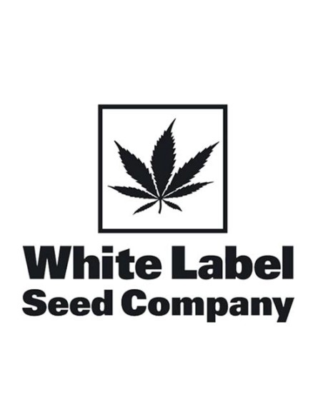 White Label OG Kush Auto 3 Semi
