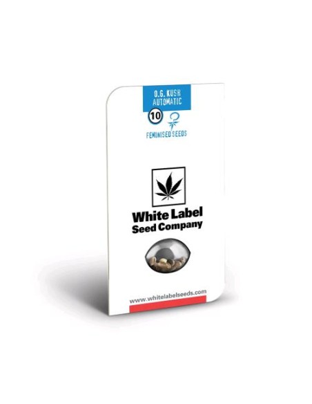 Scopri la potente White Label OG Kush Auto: crescita rapida, alto rendimento e sapore inconfondibile Scopri la potente White Label OG Kush Auto: crescita rapida, alto rendimento e sapore inconfondibile