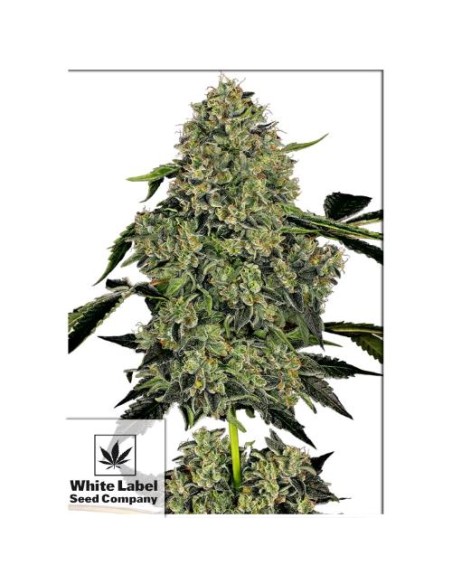 Scopri la potente White Label OG Kush Auto: crescita rapida, alto rendimento e sapore inconfondibile Scopri la potente White Label OG Kush Auto: crescita rapida, alto rendimento e sapore inconfondibile