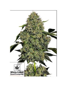 Scopri la potente White Label OG Kush Auto: crescita rapida, alto rendimento e sapore inconfondibile