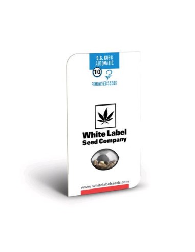 Scopri la potente White Label OG Kush Auto: crescita rapida, alto rendimento e sapore inconfondibile