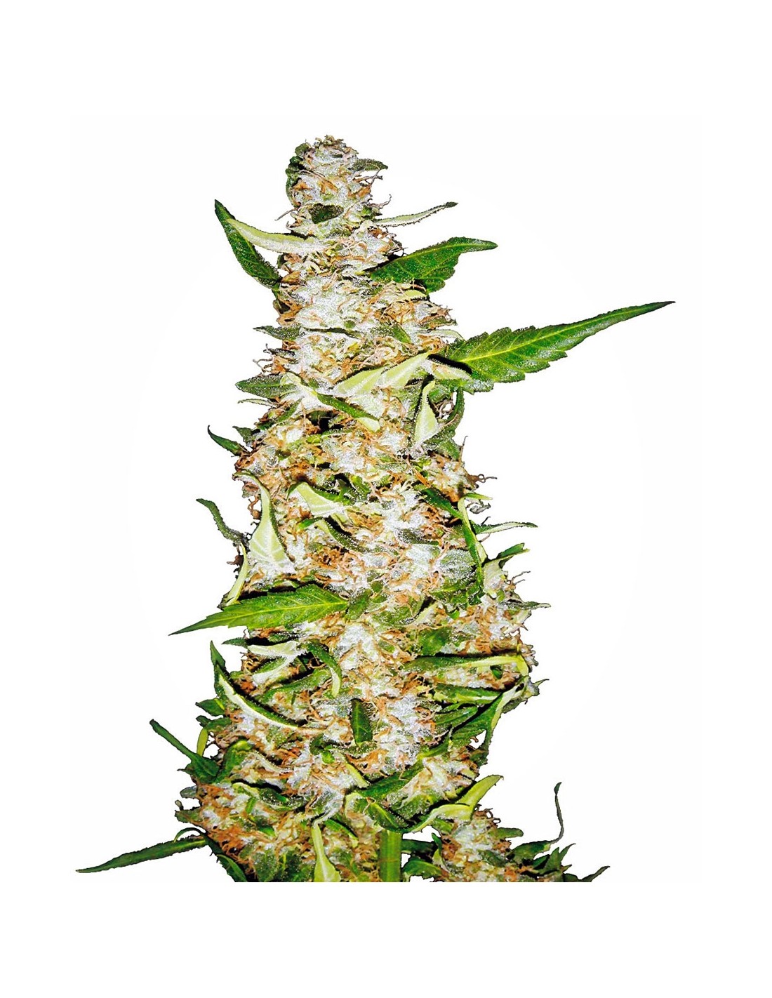 SENSI SEEDS - SKUNK #1 AUTOMATICA - 5 SEMI semi femminizzati autofiorenti  da collezione di cannabis marijuana erba