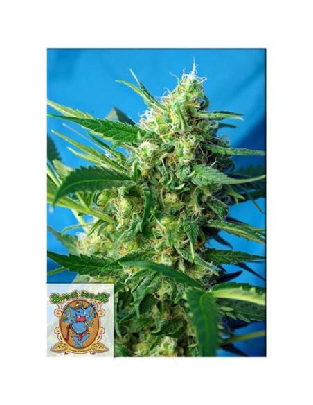 Sweet Seeds NYC Diesel 3+1 Semi Auto