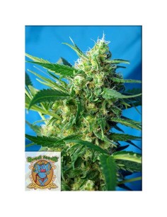 Sweet Seeds NYC Diesel 5+2...