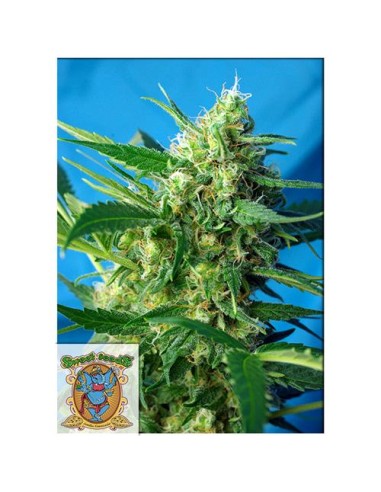 Sweet Seeds NYC Diesel 5+2 Semi Auto