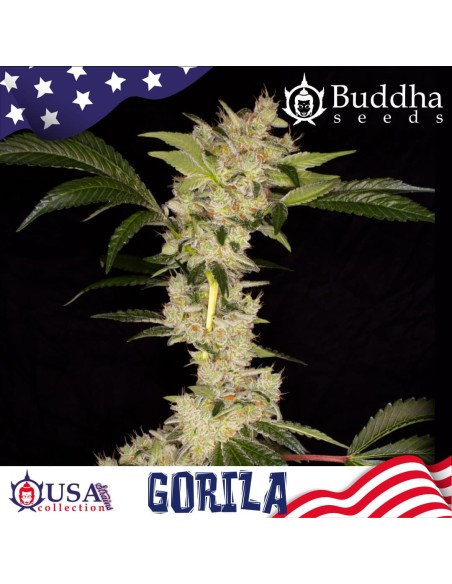 Buddha Seeds Gorila Fem 5 Semi USA Collection