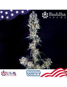 Buddha Seeds Cookie Fem 1...