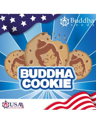Buddha Seeds Cookie Fem 1 Seme USA Collection