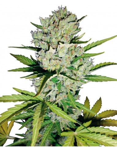 SENSI SEEDS - SUPER SKUNK AUTOMATICA - 10 SEMI da collezione autofiorenti femminizzati