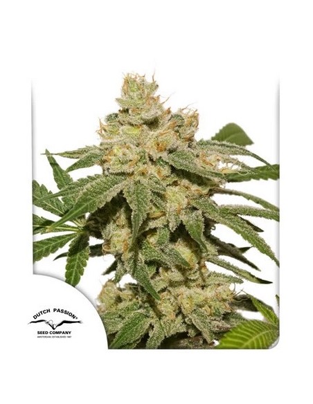 Dutch Passion Oh My Gusher Semi Auto