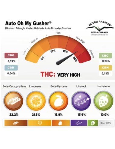 Dutch Passion Oh My Gusher 7 Semi Auto