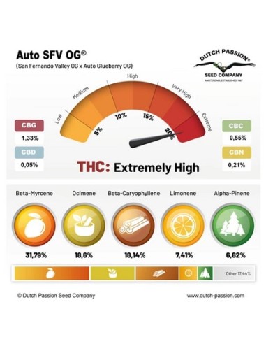 SFV OG Auto di Dutch Passion: genetica potente, raccolto abbondante, pronta in 10 settimane
