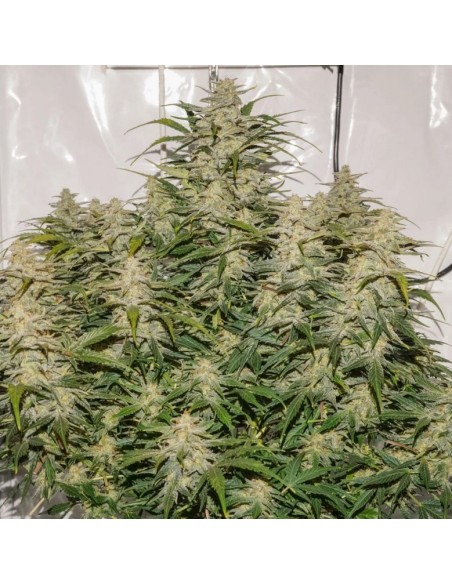 SFV OG Auto di Dutch Passion: genetica potente, raccolto abbondante, pronta in 10 settimane